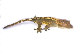 Correlophus (Rhacodactylus) ciliatus, mâle adulte